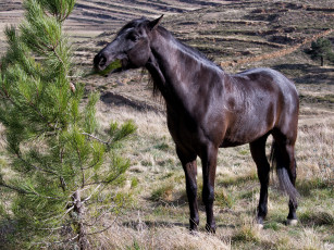 Картинка животные лошади лошадка