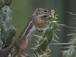 Картинка животные суслики +сурки иголки кактус суслик антилоповый харриса
