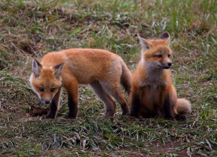 Картинка животные лисы лисята
