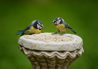 Картинка животные синицы +лазоревки синички