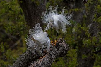 Картинка животные цапли +выпи цапля белая