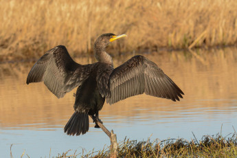 Картинка животные Чайки +бакланы +крачки баклан