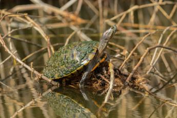 Картинка животные Черепахи черепашка