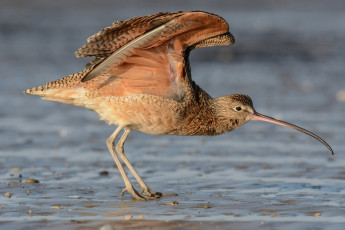 Картинка животные птицы птичка