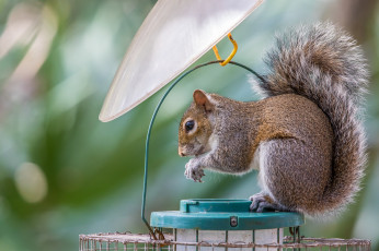 Картинка животные белки белка