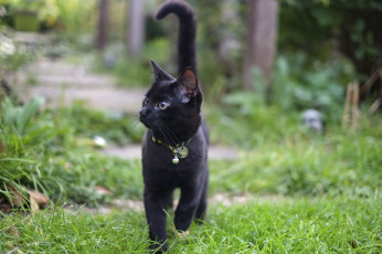 Картинка животные коты кот