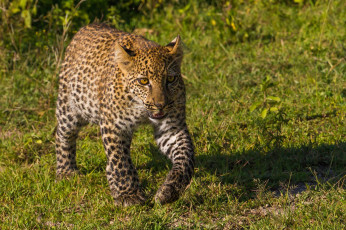 Картинка животные леопарды леопард