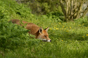 Картинка животные лисы лисичка