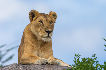 Картинка животные львы львица