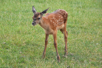Картинка животные олени олененок