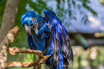 Картинка животные попугаи попугай