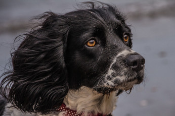 Картинка животные собаки пес