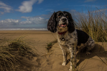 Картинка животные собаки пес