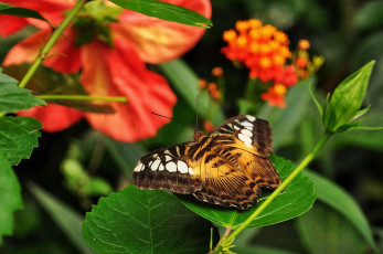 Картинка животные бабочки +мотыльки +моли бабочка