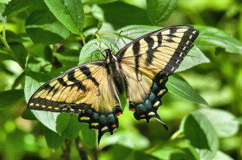 Картинка животные бабочки +мотыльки +моли бабочка