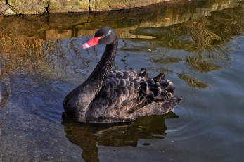 Картинка животные лебеди лебедь черный