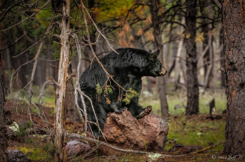 Картинка животные медведи лес барибал чёрный медведь