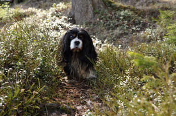 Картинка животные собаки песик