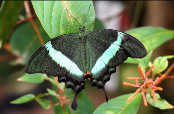 Картинка животные бабочки +мотыльки +моли бабочка