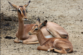 Картинка животные олени