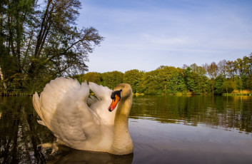 Картинка животные лебеди лебедь