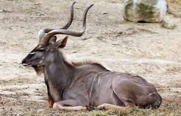 Картинка животные антилопы антилопа