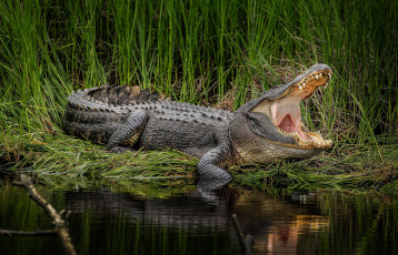 Картинка животные крокодилы крокодил