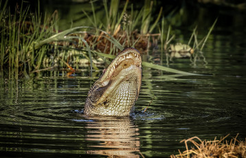 Картинка животные крокодилы крокодил