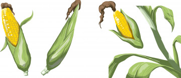 Картинка векторная+графика другое+ other фон кукуруза