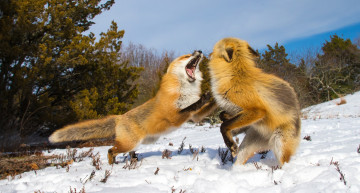 Картинка животные лисы лисичка