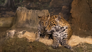 Картинка mother+jaguar+and+cub животные Ягуары малыш ягуар