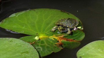 Картинка животные Черепахи черепашка