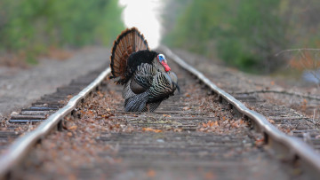 Картинка животные индюки пути индюк