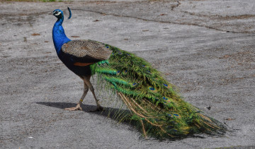 Картинка животные павлины павлин