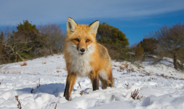Картинка животные лисы лисичка