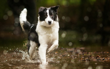 Картинка животные собаки вода собака bordercollie