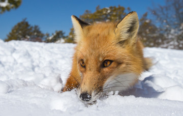 Картинка животные лисы лисичка