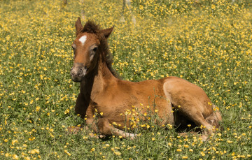 Картинка животные лошади лошадка