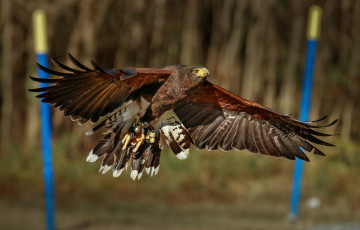 Картинка животные птицы+-+хищники орел