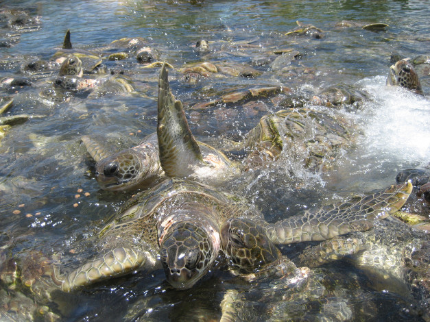 Обои картинки фото животные, Черепахи, подводный, мир, Черепаха