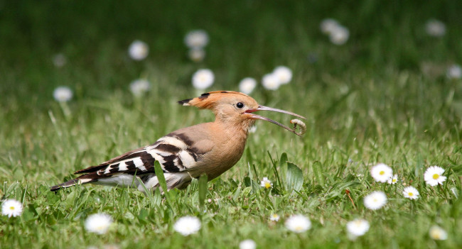 Обои картинки фото животные, удоды, удод