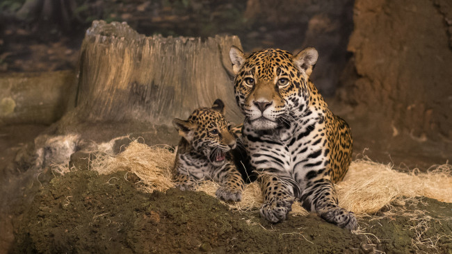 Обои картинки фото mother jaguar and cub, животные, Ягуары, малыш, ягуар