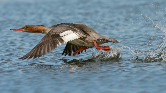 Обои картинки фото животные, утки, взлет