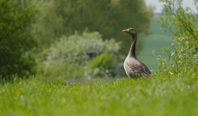 Обои картинки фото животные, гуси, цветы, луг, трава, лето, природа, важный, птица, гусь