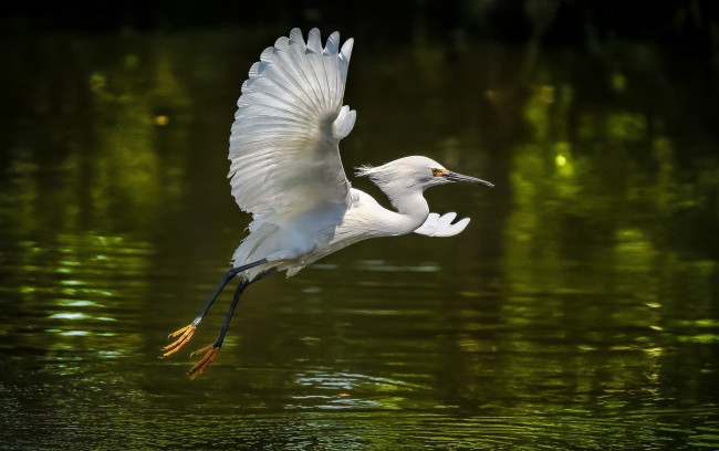 Обои картинки фото животные, цапли,  выпи, цапля, белая