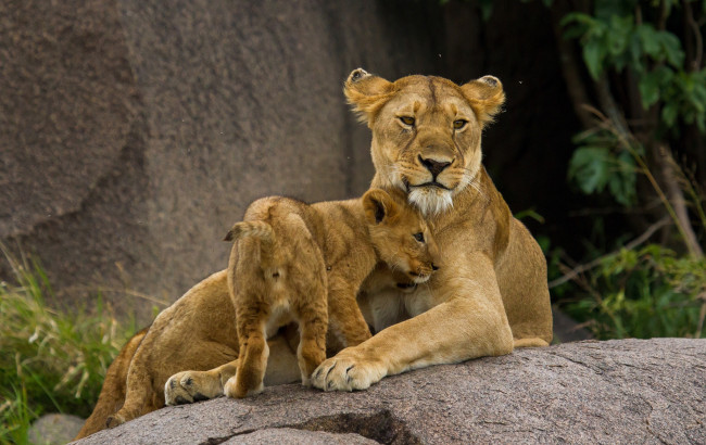Обои картинки фото животные, львы, детеныш, львица