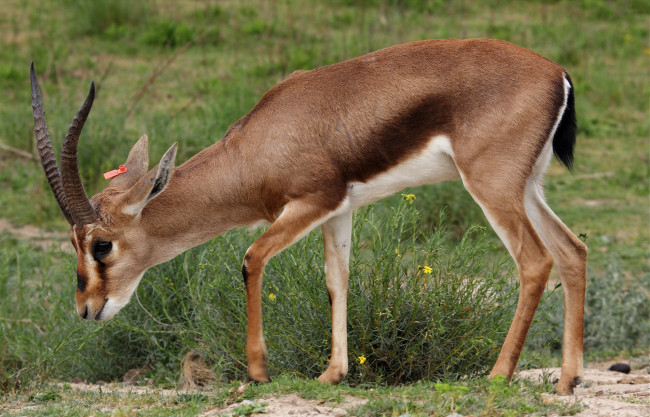 Обои картинки фото животные, антилопы, антилопа