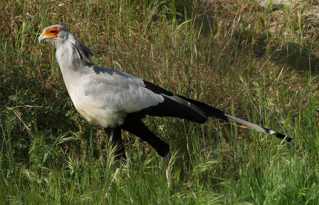 Обои картинки фото животные, птицы - хищники, хищник