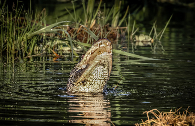 Обои картинки фото животные, крокодилы, крокодил