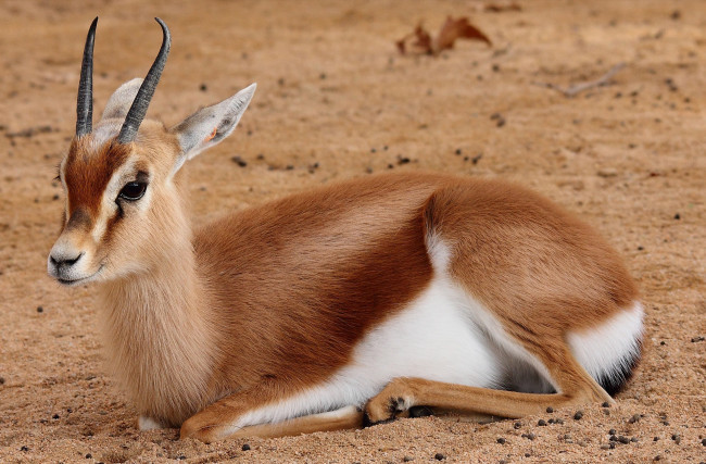 Обои картинки фото животные, антилопы, антилопа